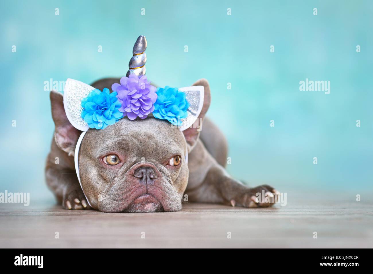 French Bulldog with unicorn headband with flowers in front of blue background Stock Photo