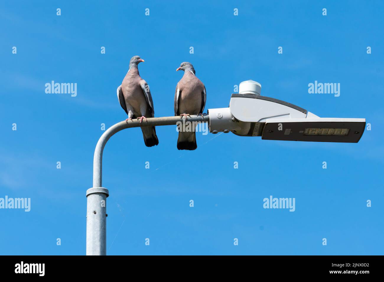 Columbidae, pigeons, doves, domestic pigeon, domesticated, highly intelligent, homing birds, common, unwanted sight, roosting, rooftops, streetlights. Stock Photo