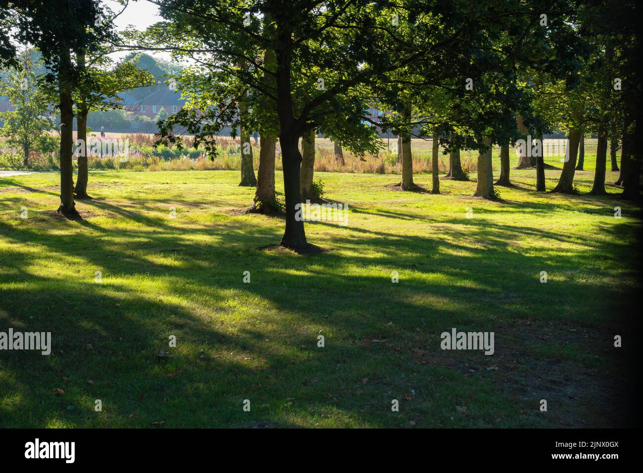 Parklands, picnic area, shaded trees, protection from sun, grass areas, long shadows, idyllic setting, summer, next to lake, distant pedestrian, sun Stock Photo