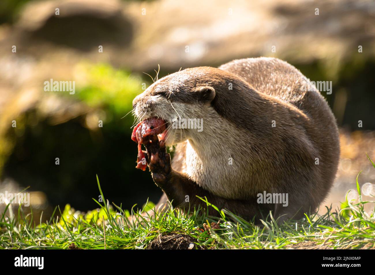Asian short clawed otter eating a piece of fish, Edinburgh Zoo Stock