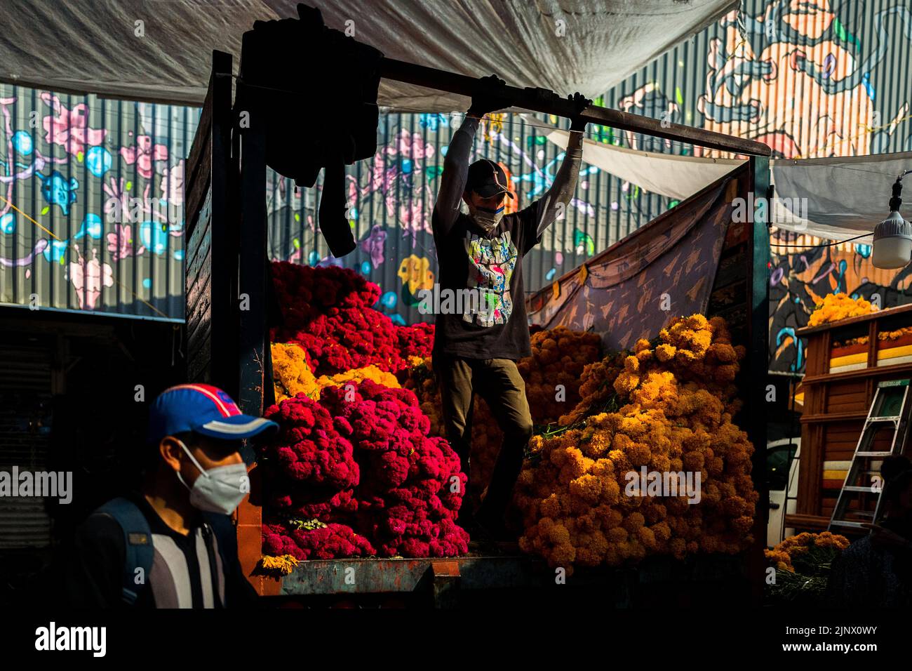 A Mexican farmer stands on the back of a truck selling bunches of marigold flowers for the Day of the Dead celebrations in Mexico City, Mexico. Stock Photo
