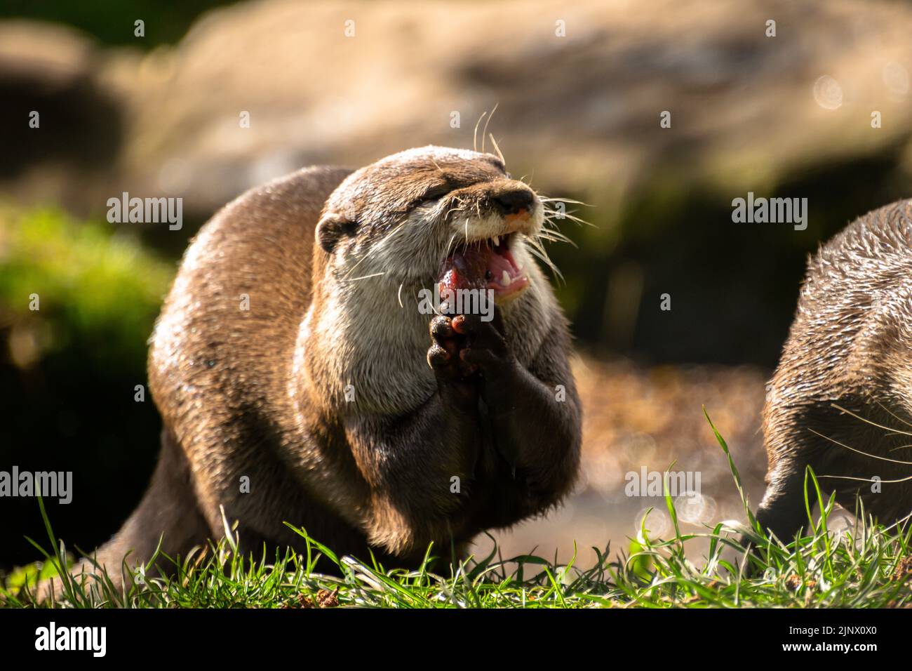 Asian short clawed otter eating a piece of fish, Edinburgh Zoo Stock