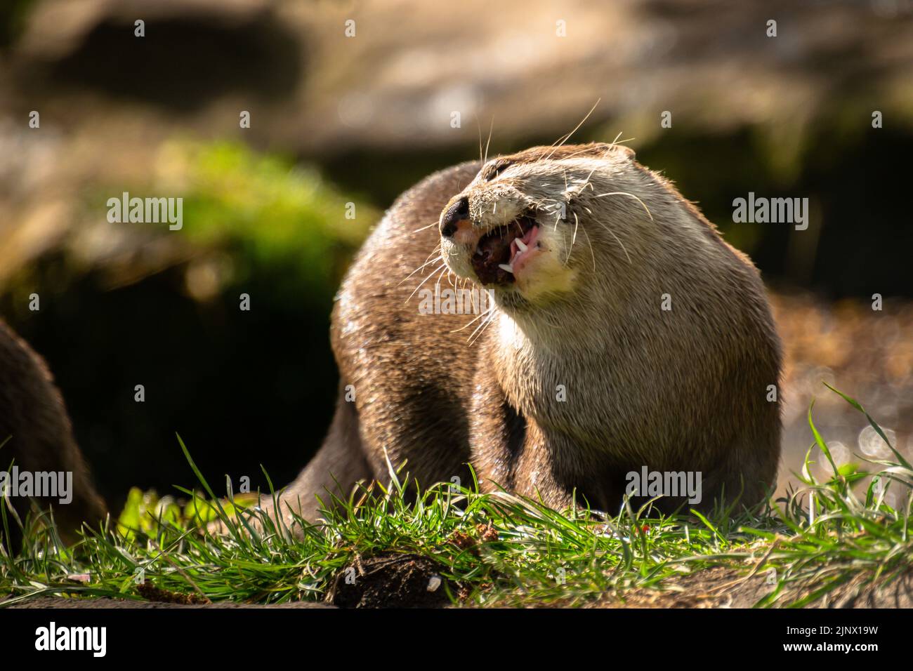 Asian short clawed otter eating a piece of fish, Edinburgh Zoo Stock