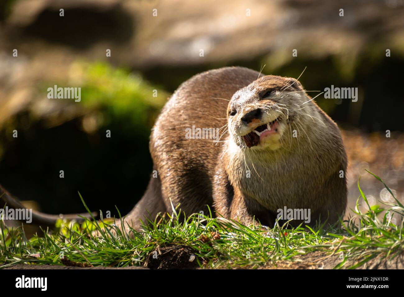 Asian short clawed otter eating a piece of fish, Edinburgh Zoo Stock