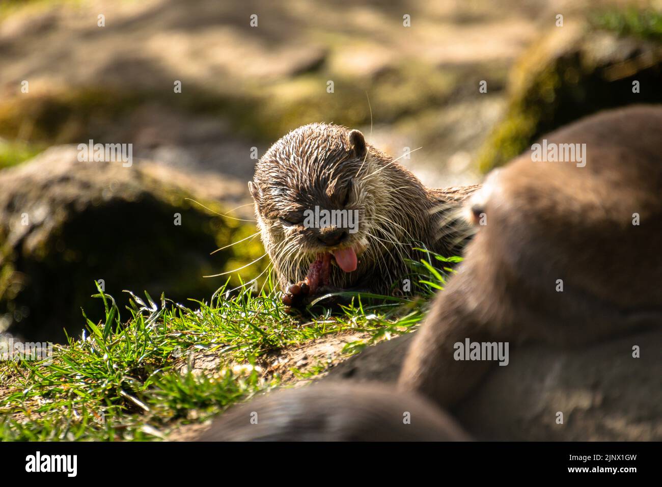 Asian short clawed otter eating a piece of fish, Edinburgh Zoo Stock