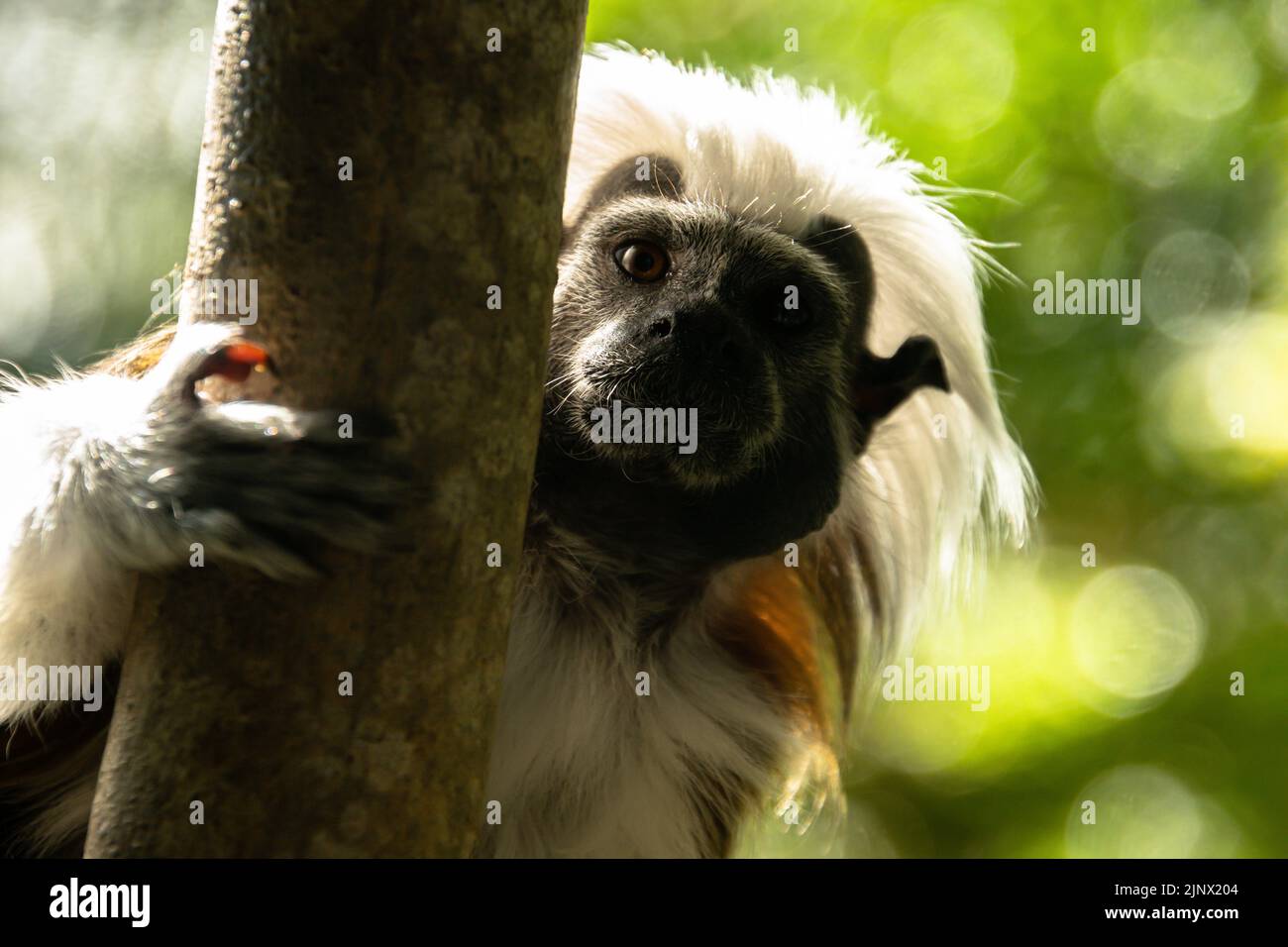 Cotton top tamarin hugging a tree branch whilst looking at the camera
