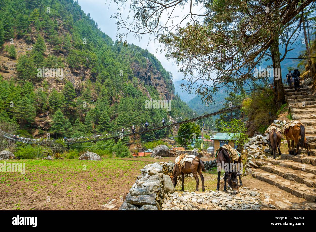 Tourist and Nepali walking from Namche bazaar to Lukla with a group of