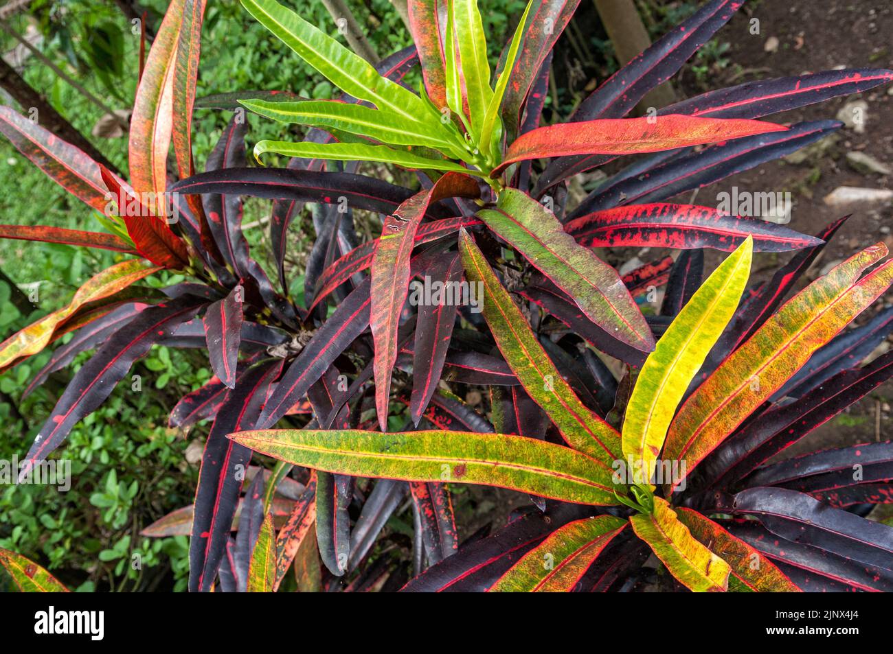 Tropical plants in Kalibaru plantation, East Java province, Indonesia Stock Photo