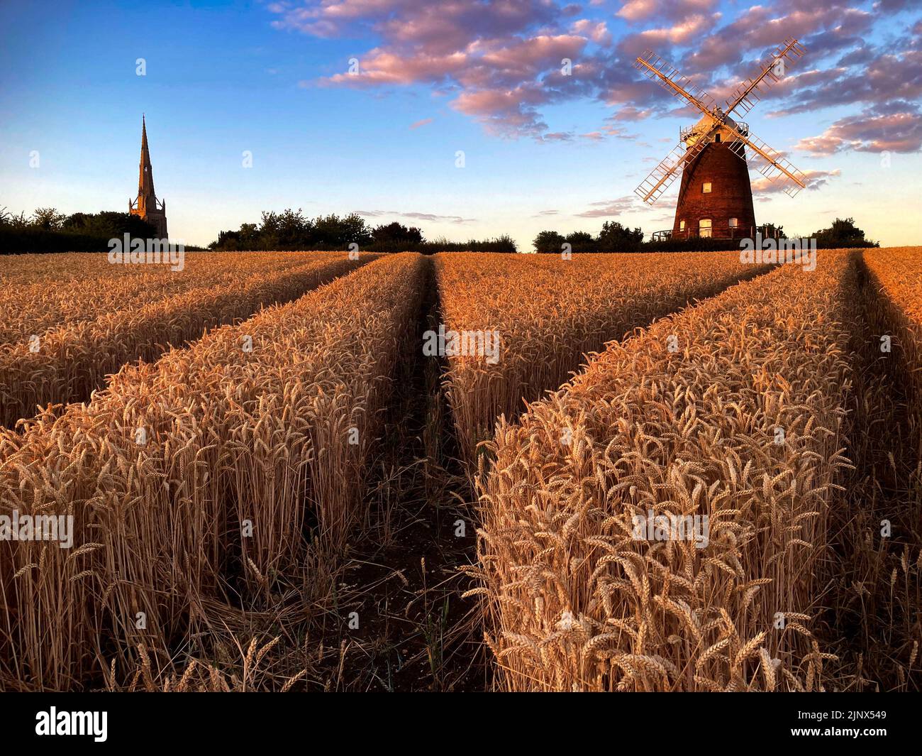 Thaxted Essex UK Wheat waiting for Harvest 31 July 2022 Wheat in the shadow of John Webbs 19th century Windmill in Thaxted north west Essex catching the last of the evening sunshine waiting to be harvested. Photograph by Brian Harris / Alamy News Stock Photo