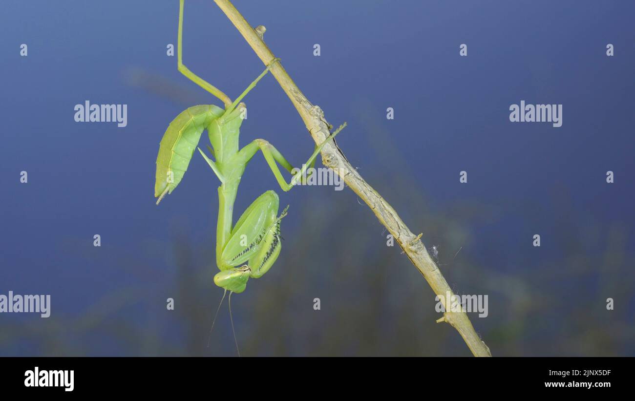 Close-up of green praying mantis sitting on bush branchon and washing his face blue sky background Stock Photo