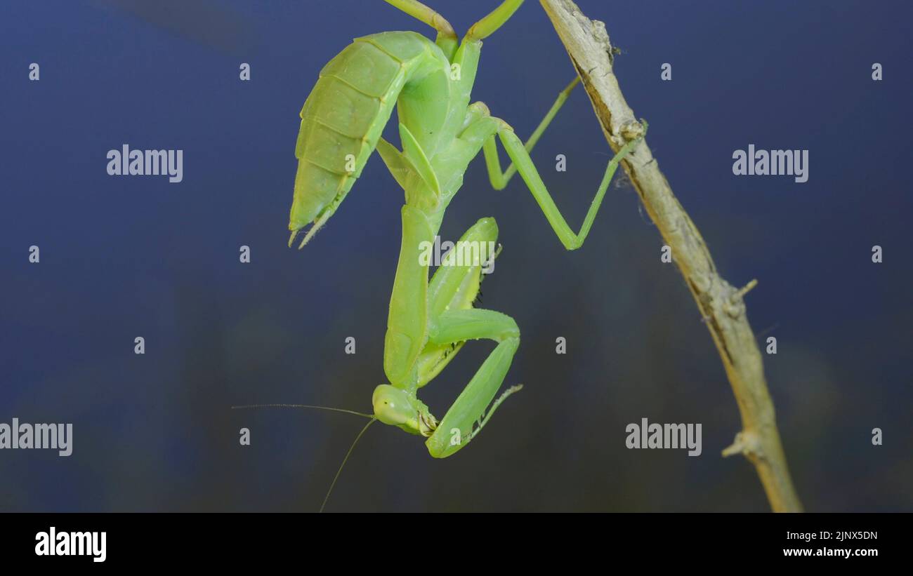 Close-up of green praying mantis sitting on bush branch and washing his face on blue sky background Stock Photo