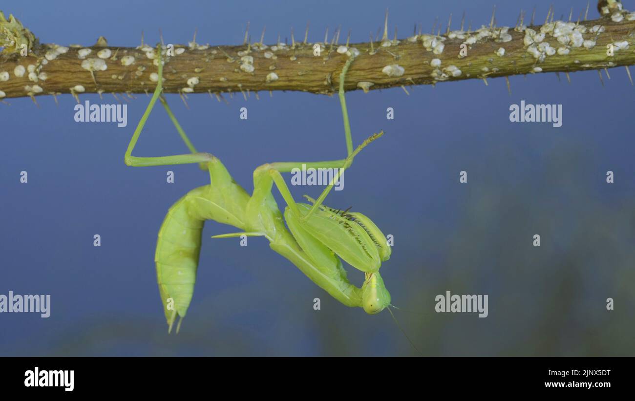 Green praying mantis hangs on at horny branch of bush and looks at on camera on blue sky background Stock Photo