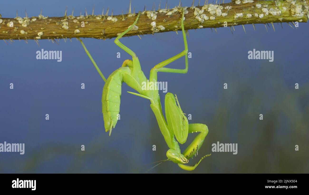 Green praying mantis hangs on thorny branch of bush and washing his face on blue sky background Stock Photo