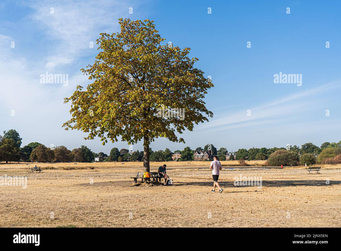 Wimbledon London, UK. 14 August 2022 . People shelter underneath a tree  on on a dried Wimbledon Common, south west London  this morning  as the dry and hot conditions continue with temperatures set to reaching 33Celsius. The Met Office has issued an amber extreme heat warning across England and Wales lasting for the rest of the week when temperatures are expected to rise above 30Celsius as the driest spell in England for 46 years continues and a drought has been officially declared by the Environment Agency..Credit. amer ghazzal/Alamy Live News Stock Photo