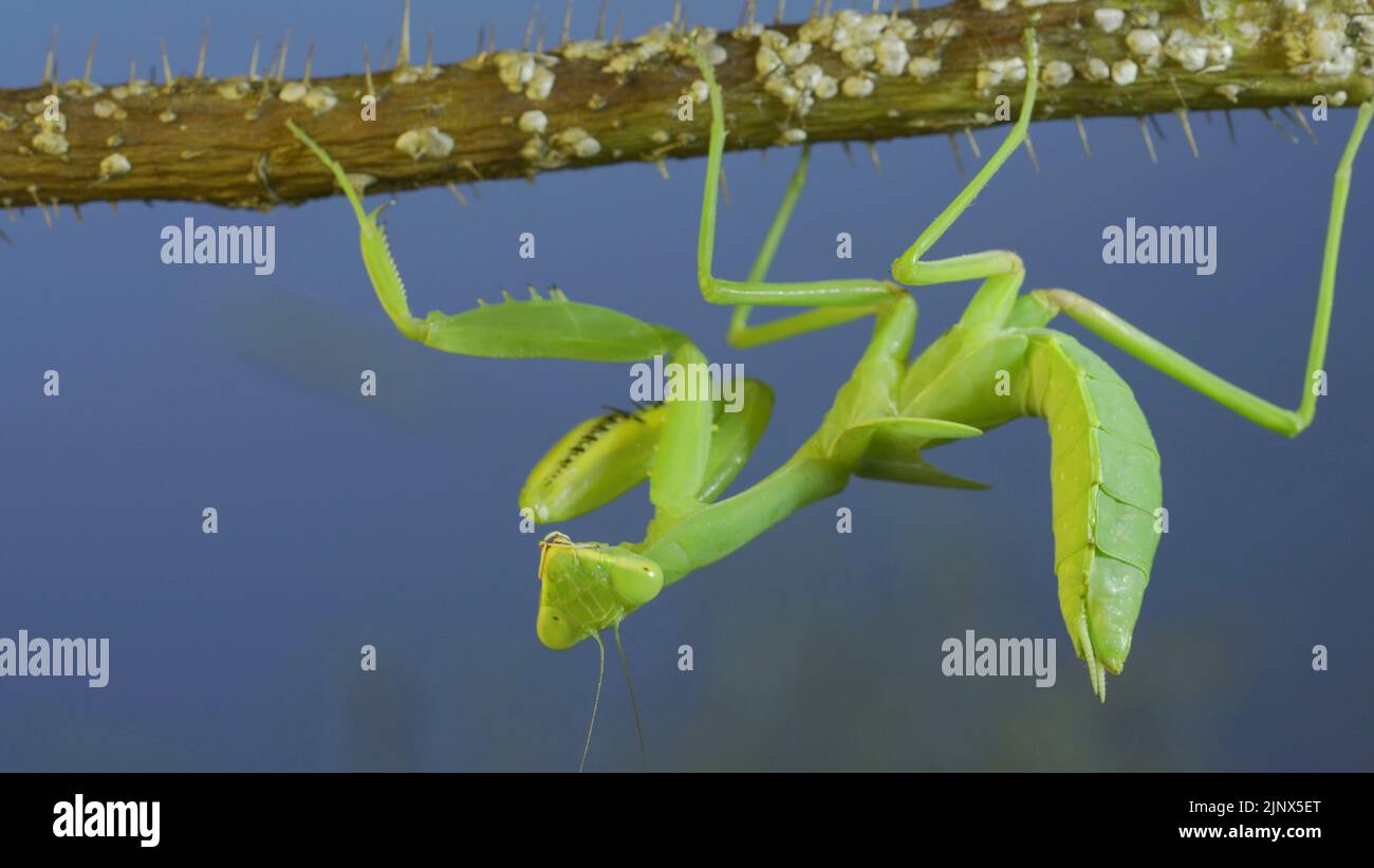 Green praying mantis hangs on at horny branch of bush and looks at on camera on blue sky background Stock Photo