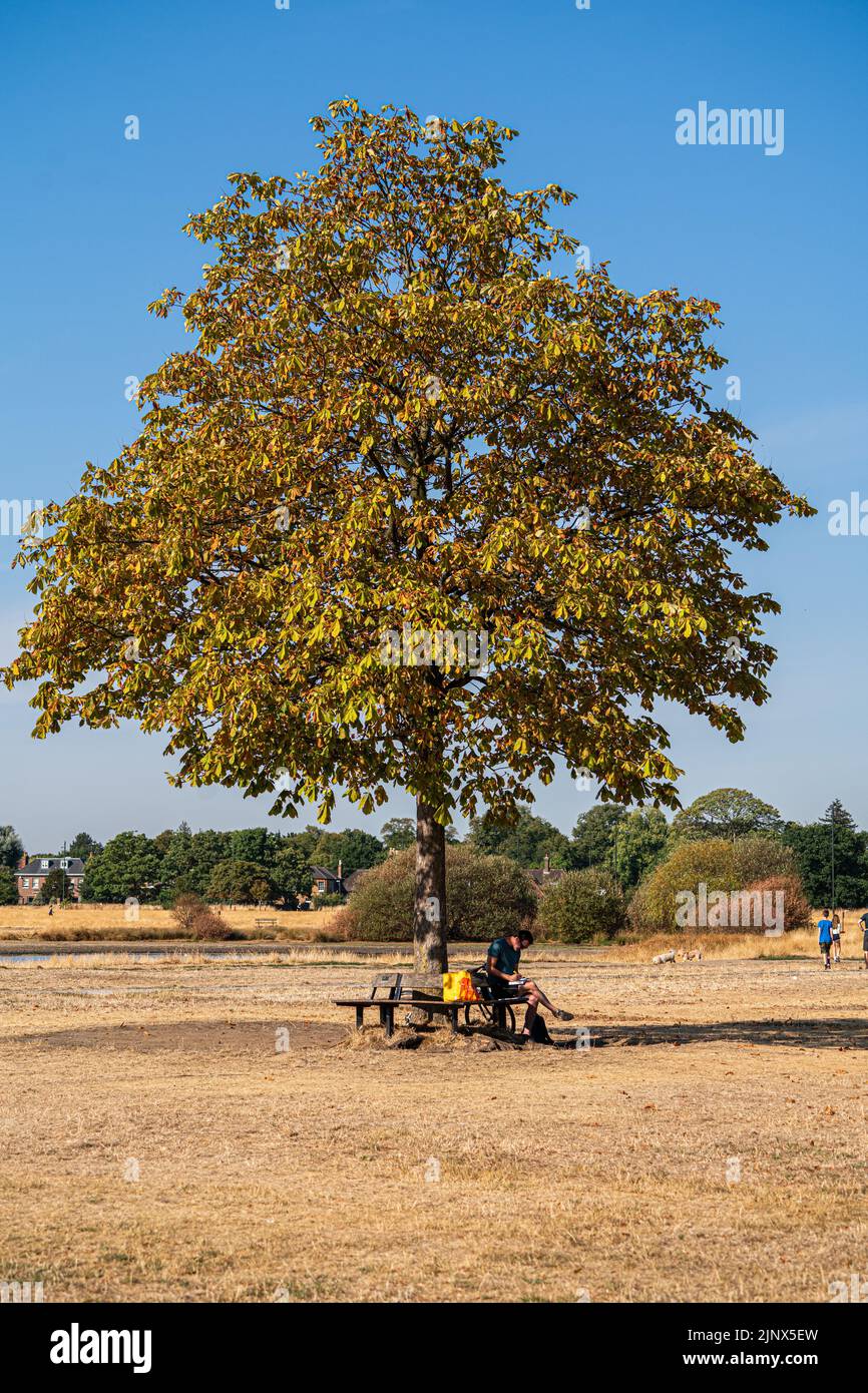 Wimbledon London, UK. 14 August 2022 . People shelter underneath a tree  on on a dried Wimbledon Common, south west London this morning  as the dry and hot conditions' continue with temperatures set to reaching 33Celsius. The Met Office has issued an amber extreme heat warning across England and Wales lasting for the rest of the week when temperatures are expected to rise above 30Celsius as the driest spell in England for 46 years continues and a drought has been officially declared by the Environment Agency..Credit. amer ghazzal/Alamy Live News Stock Photo