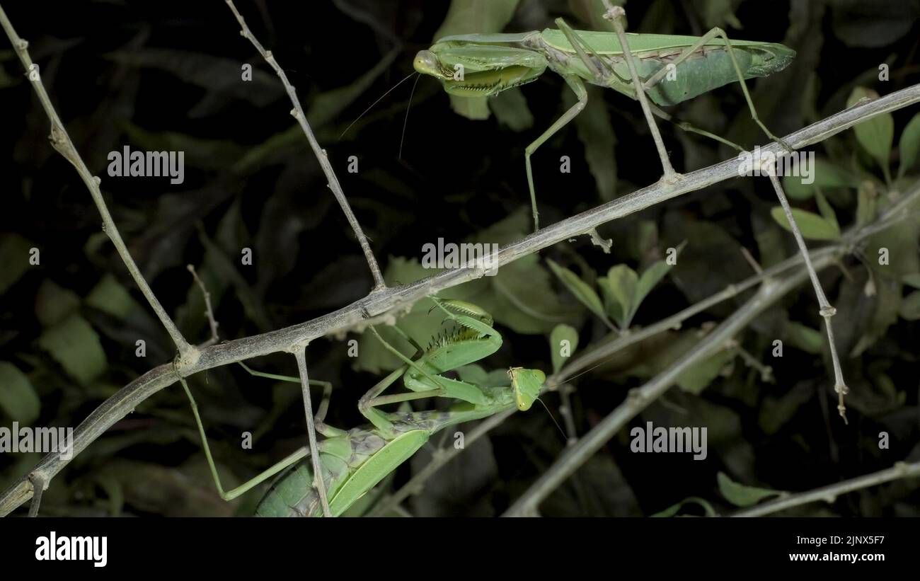 Two mantises met on the same branch. Close up of mantis Stock Photo