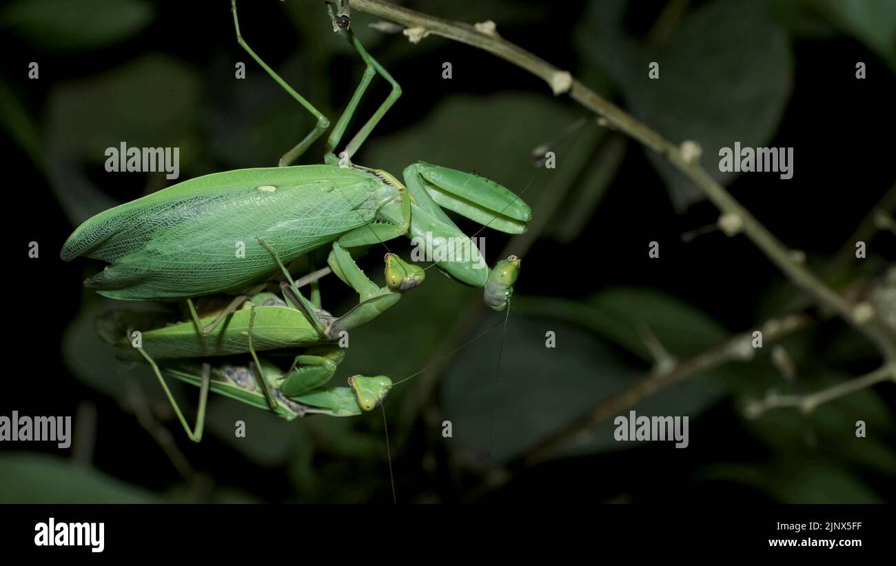 Praying mantises copulate two male and female. Mantis mating. Transcaucasian Tree Mantis (Hierodula transcaucasica). Close up of mantis insect Stock Photo
