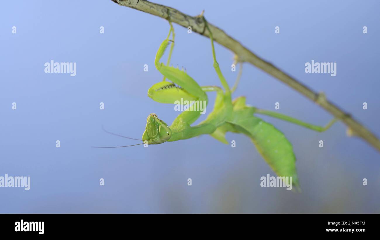Close-up of green praying mantis sitting on bush branch and looks at on camera on blue sky background Stock Photo