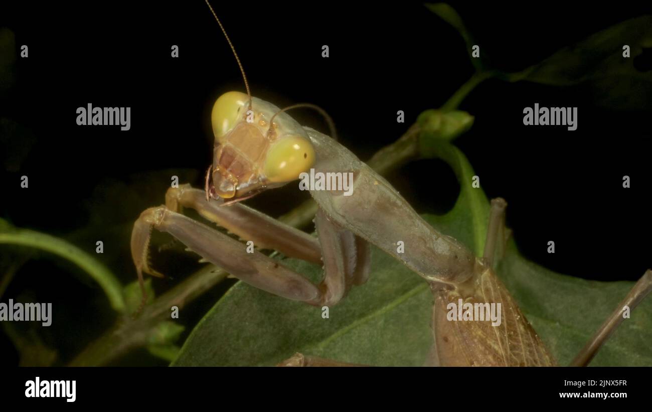 Green Praying mantis walks on a thorny branch and looks at on camera lens. European mantis (Mantis religiosa). Close up of mantis insect Stock Photo