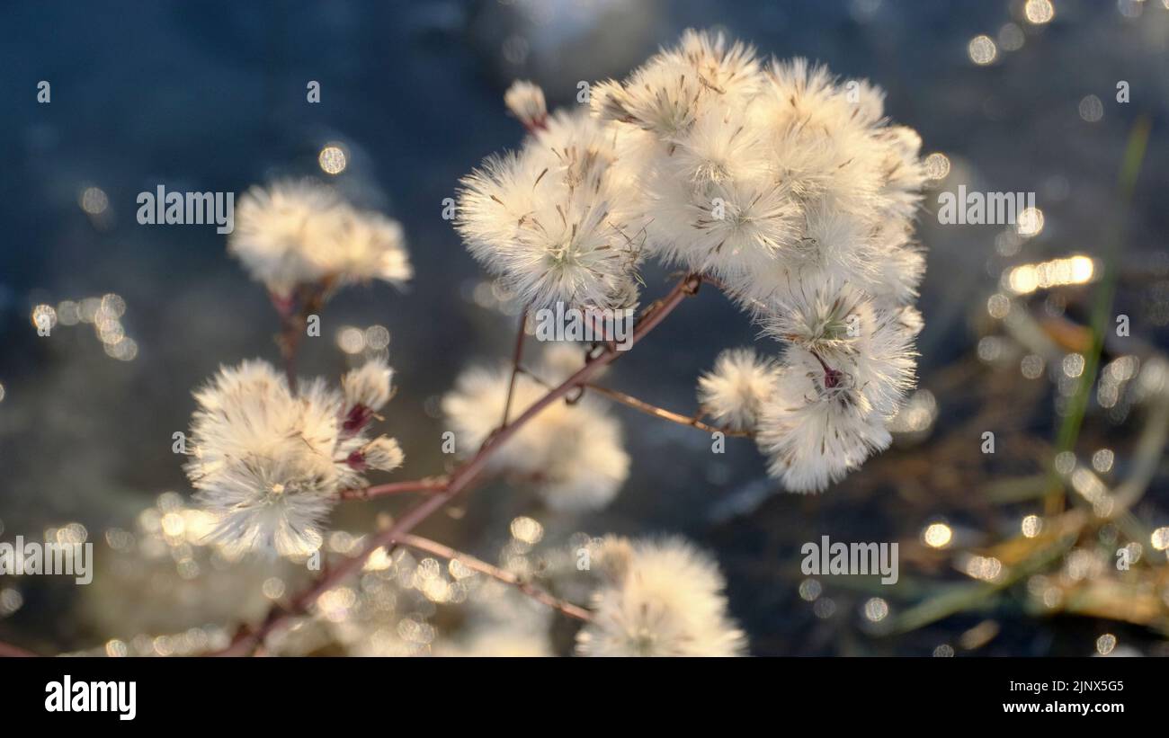 Seashore aster against the background of snow and frozen salt lake. Close-up of the Sea Aster (Tripolium pannonicum) Stock Photo