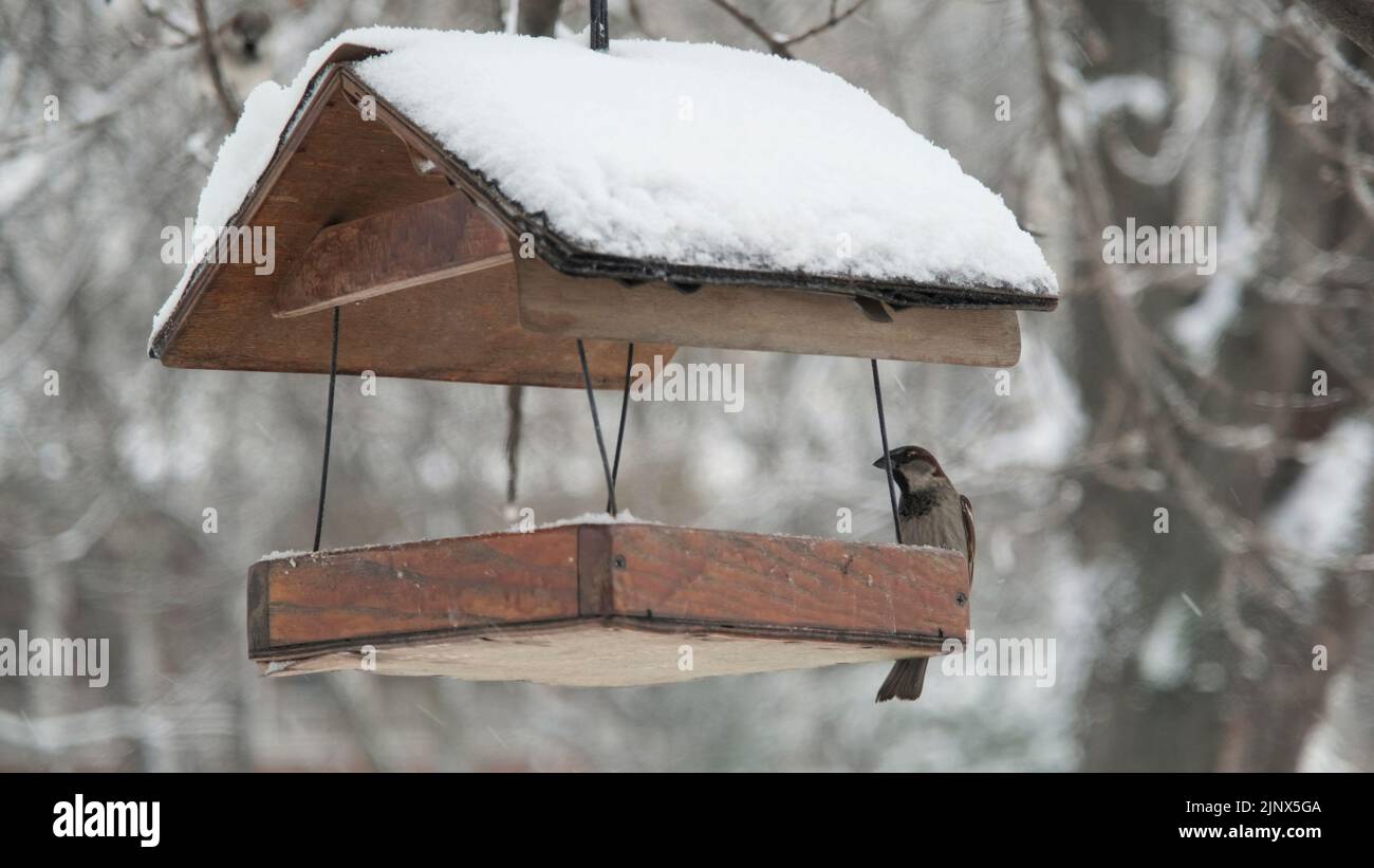 House sparrows pecks food in birdhouse under snow, on background of a snowfall Stock Photo