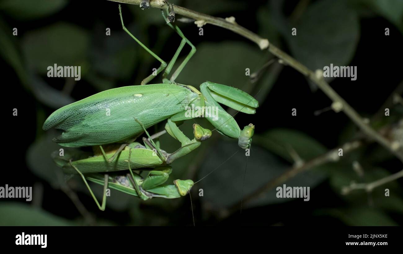 Praying mantises copulate two male and female. Mantis mating. Transcaucasian Tree Mantis (Hierodula transcaucasica). Close up of mantis insect Stock Photo