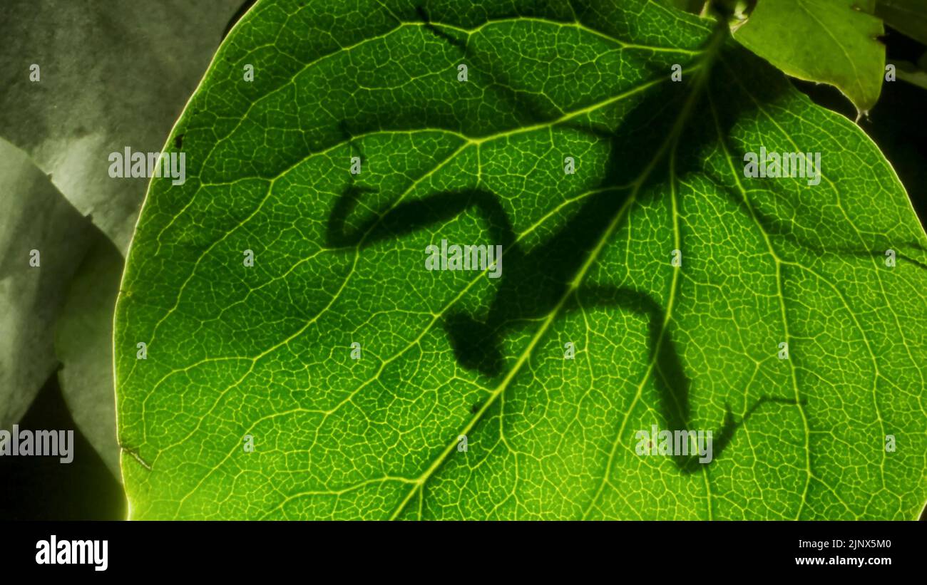 Praying mantis is silhouetted behind a green lilac leaf. Close-up of mantis insect. Backlighting (Contre-jour) Stock Photo