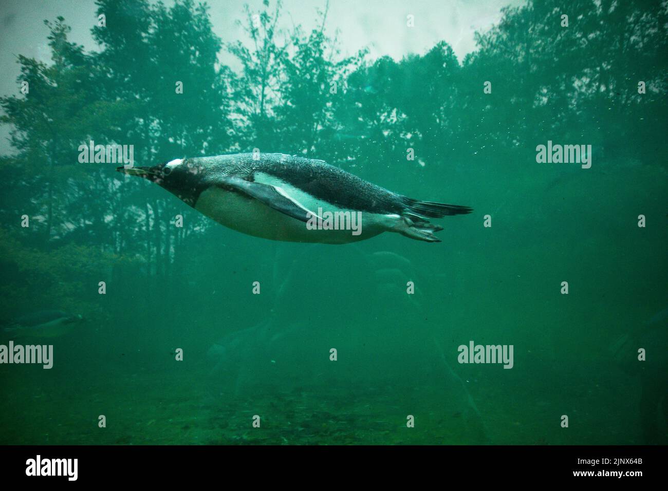 Glass penguin hires stock photography and images Alamy