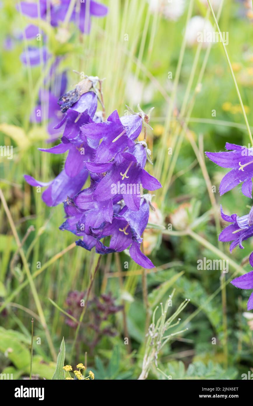 Flowering Campanella collina Stock Photo