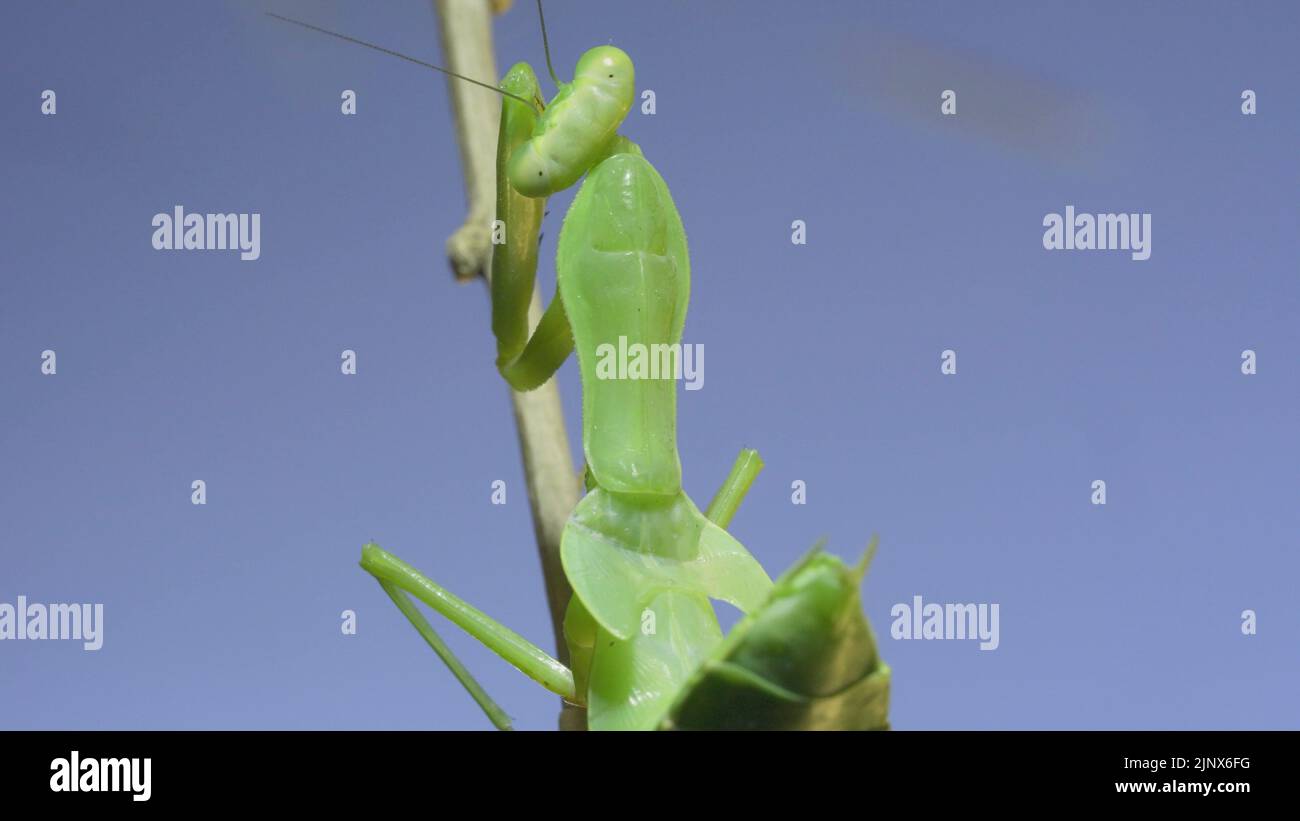 Close-up of green praying mantis sitting on bush branchon and washing his face blue sky background Stock Photo