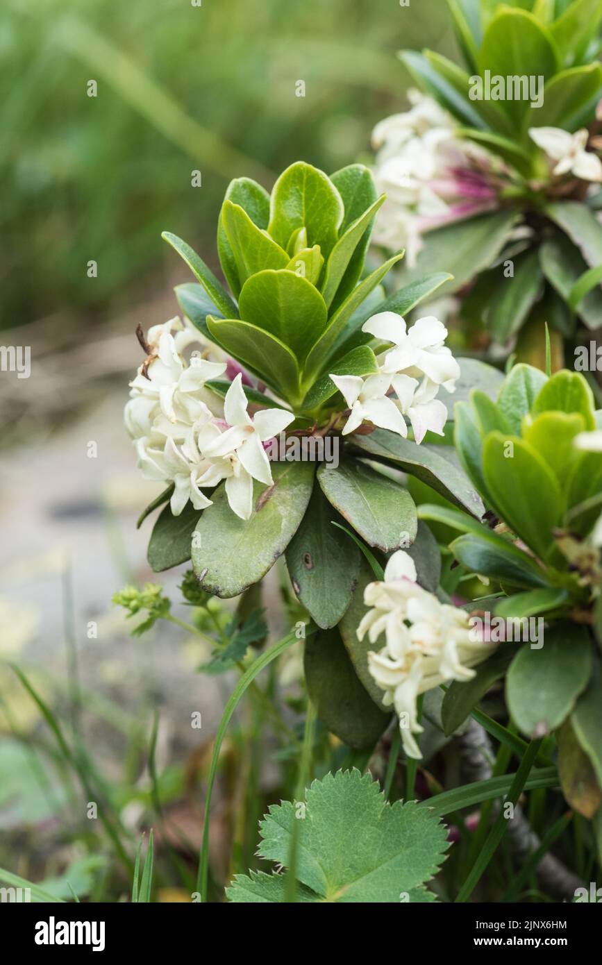 Flowering Daphne glomerata Stock Photo
