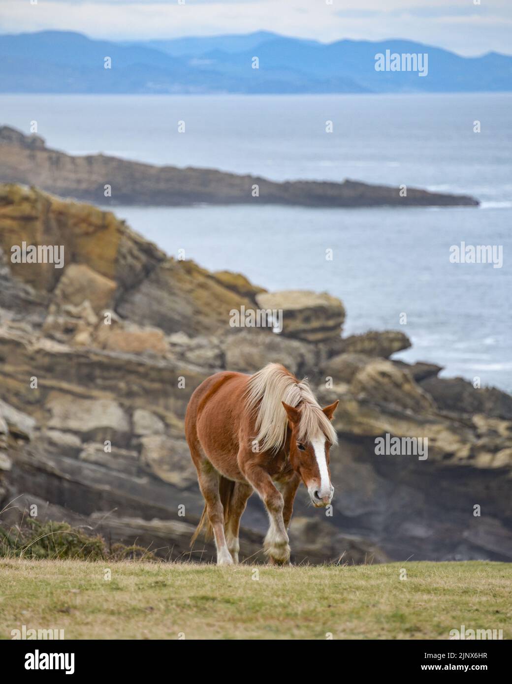Horses grazing along the Cantabrian coast in the Basque Country, Northern Spain Stock Photo