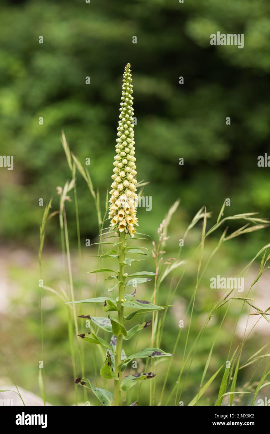 Flowering Digitalis ferruginea Stock Photo