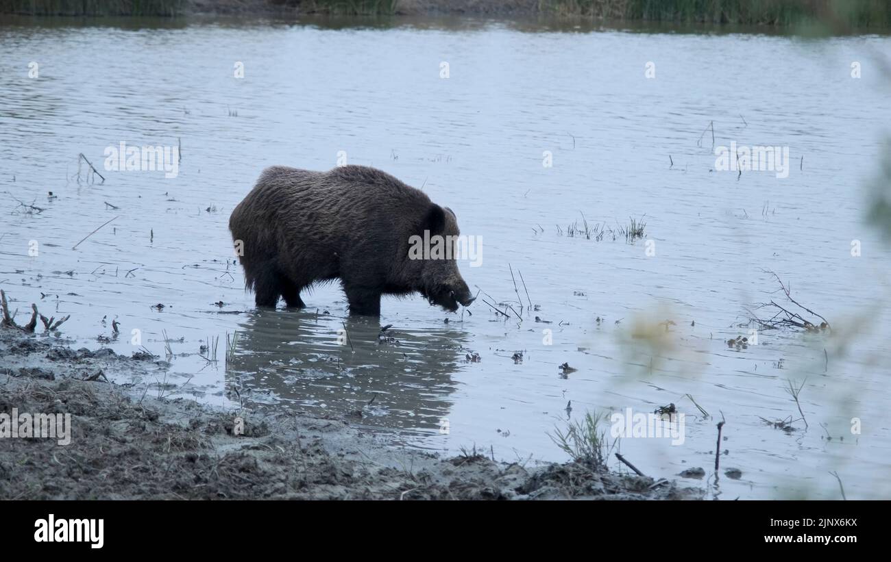 Wild boar (Sus scrofa) eats roots in a freshwater pond Stock Photo