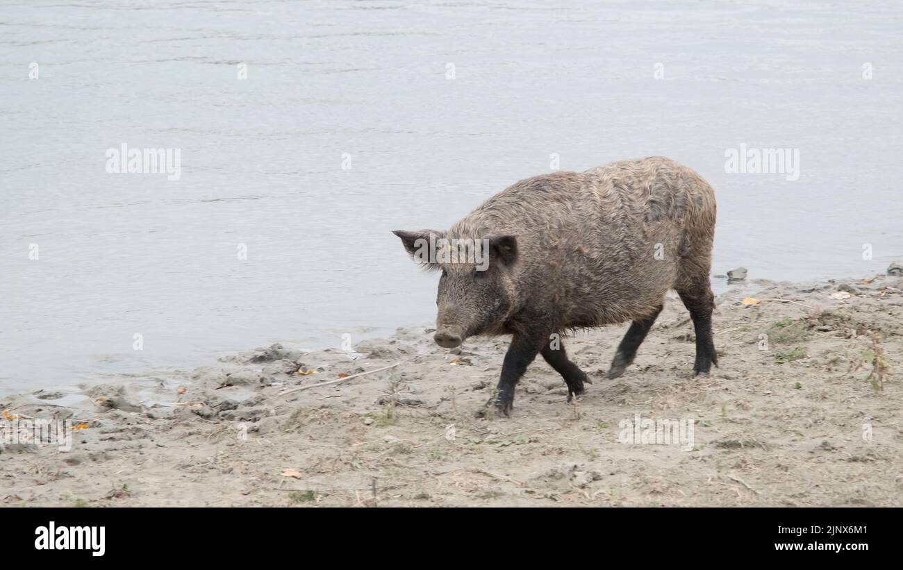 Wild boar (Sus scrofa) walking next to the delta Danube river Stock Photo