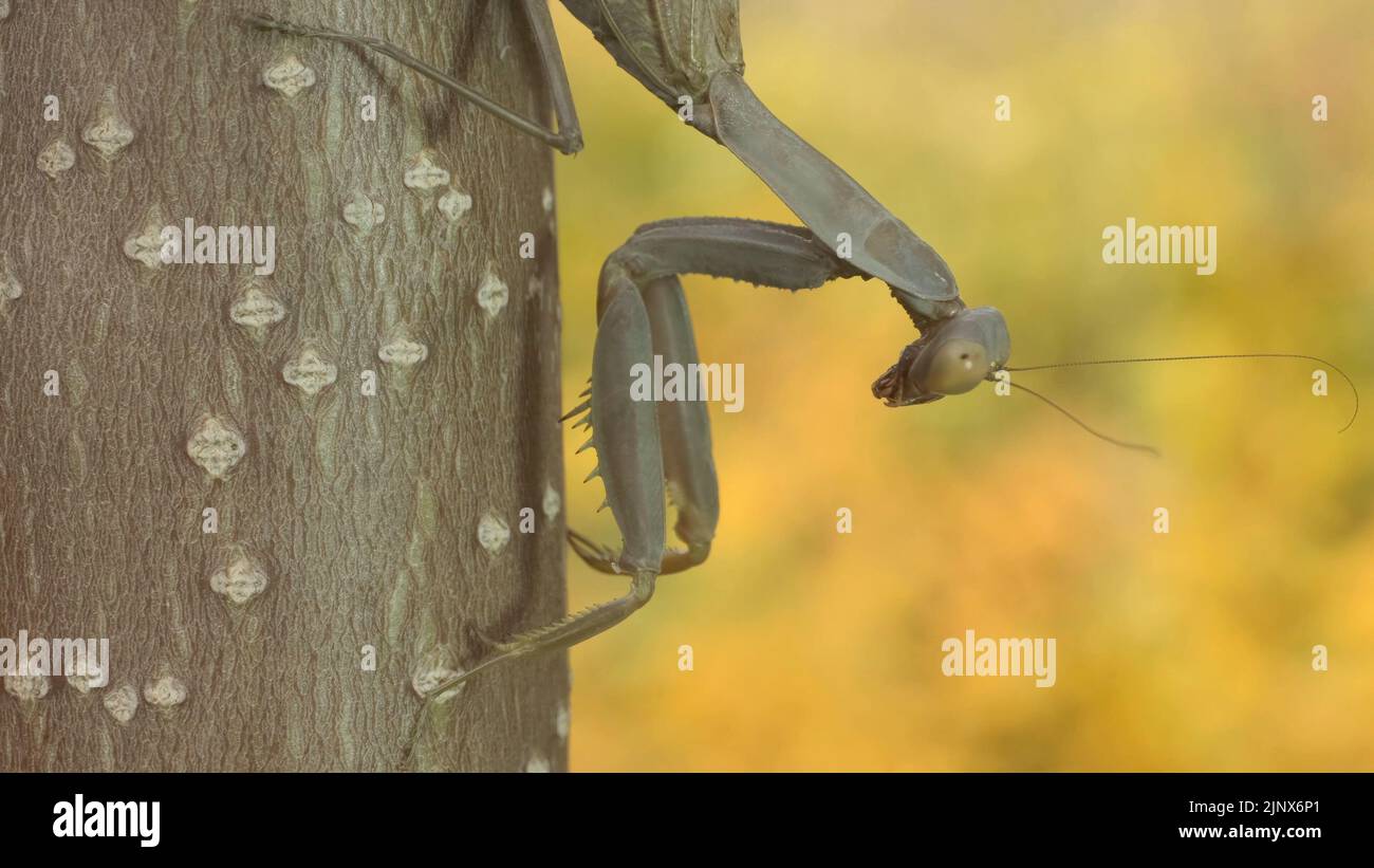 Praying mantis sits on branch on  autumn yellow leaves background. Transcaucasian tree mantis (Hierodula transcaucasica). Close-up of mantis insect Stock Photo