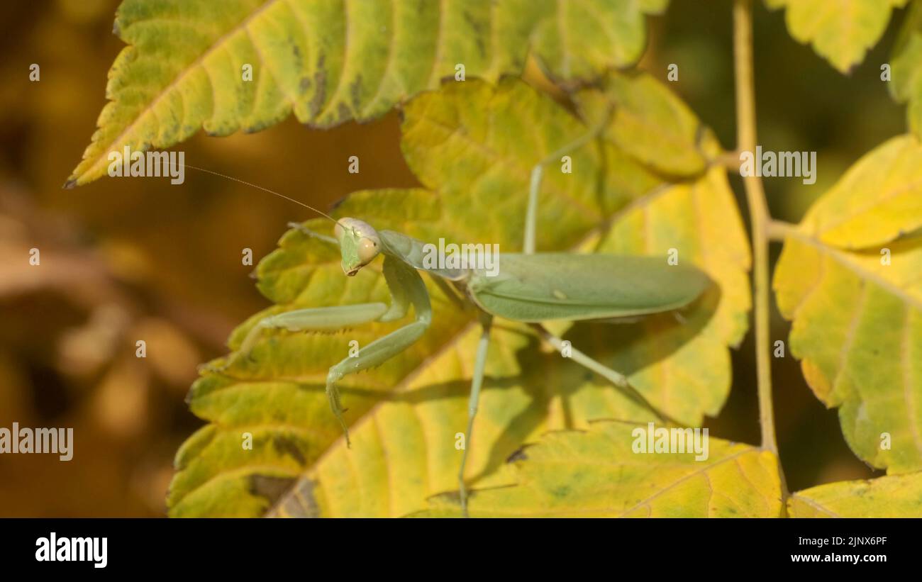 Praying mantis sits on a sit on autumn yellow leaves. Close-up of mantis insect Stock Photo