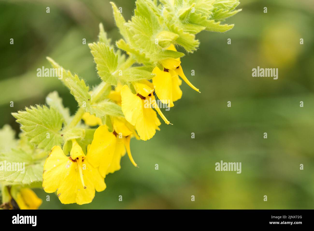 Flowers of Rhynchocorys elephas Stock Photo