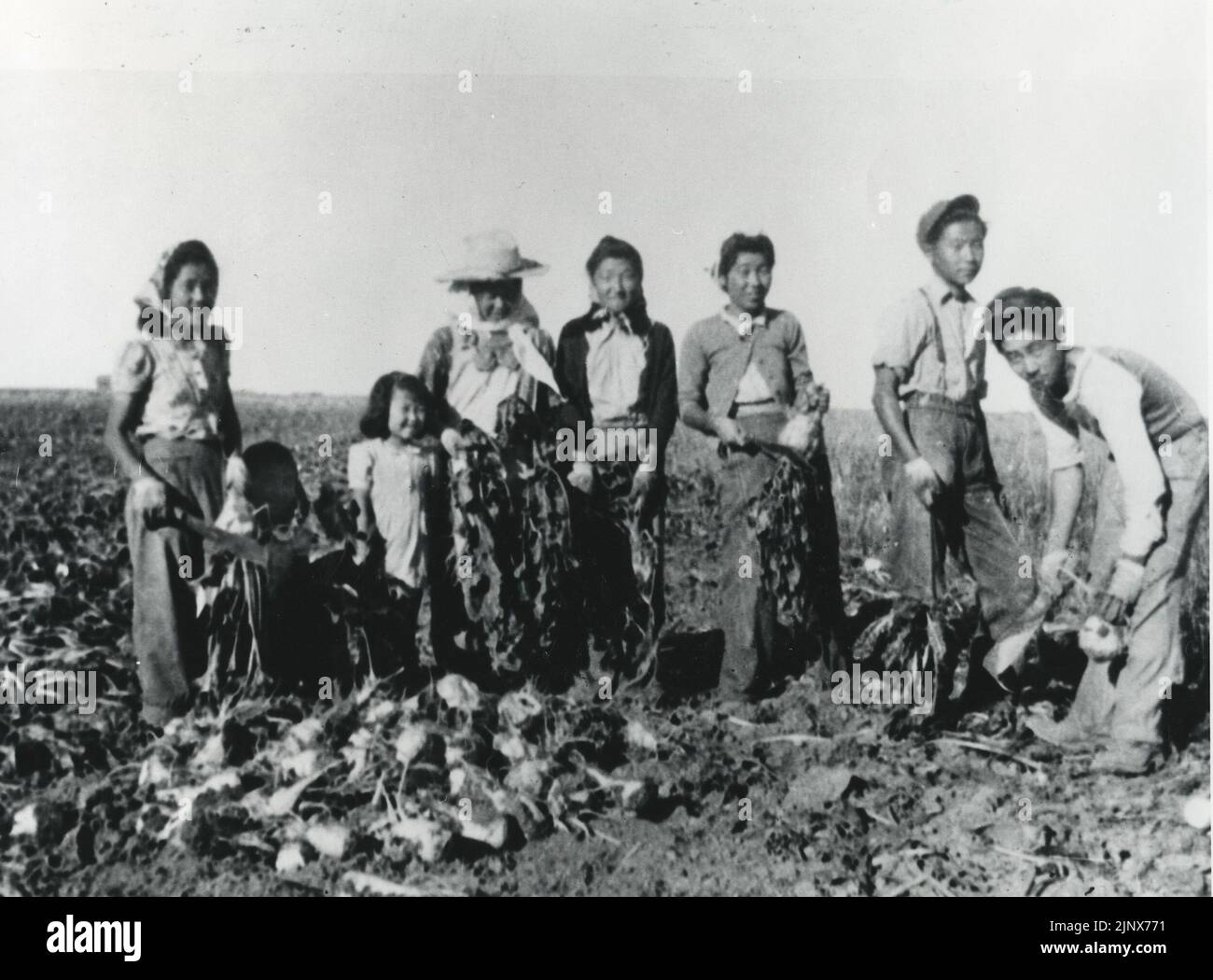Title: Niwatsukino family working on farm in Turin, Alberta  Reminder: Reminder: No known copyright restrictions. Please credit UBC Library as the image source. For more information see http://digitalcollections.library.ubc.ca/cdm/about.   Date: 1942  Access Identifier: JCPC  25 090  Source: Original Format: University of British Columbia Library. Rare Books are Special Collections. Japanese Canadian Research Collection. JCPC  25 090  Permanent URL: http://digitalcollections.library.ubc.ca/cdm/ref/collection/jphotos/id/291 Stock Photo