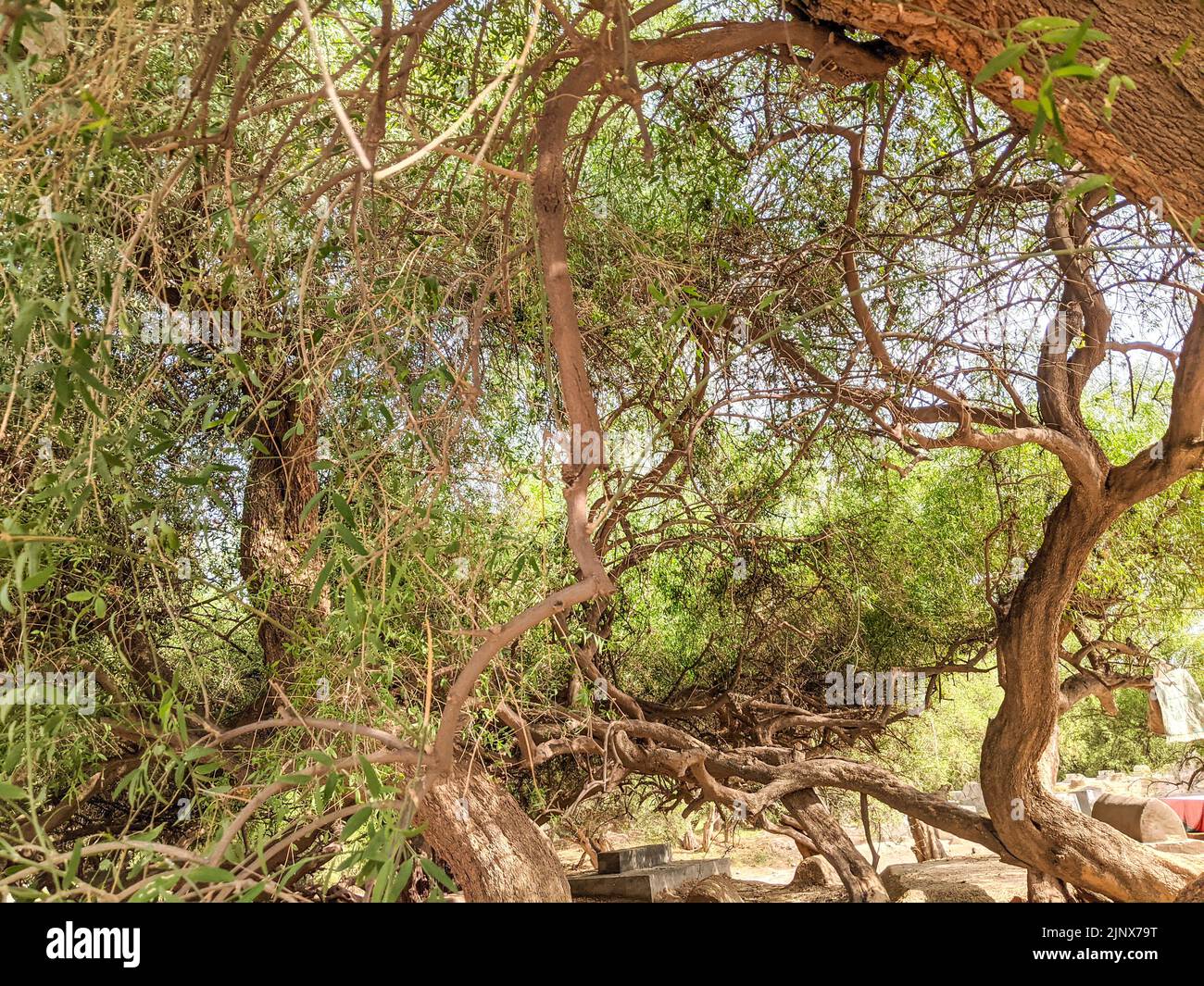 Peelu or Salvadora persica tree in the graveyard Stock Photo