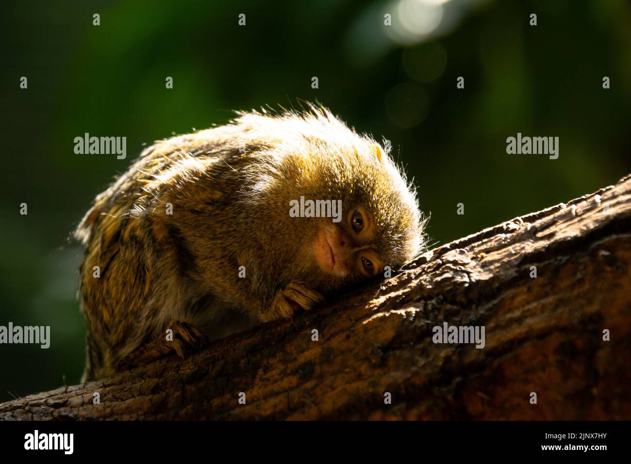 Pygmy marmoset sitting with it's head lying on a tree branch as though listening, Edinburgh Zoo Stock Photo