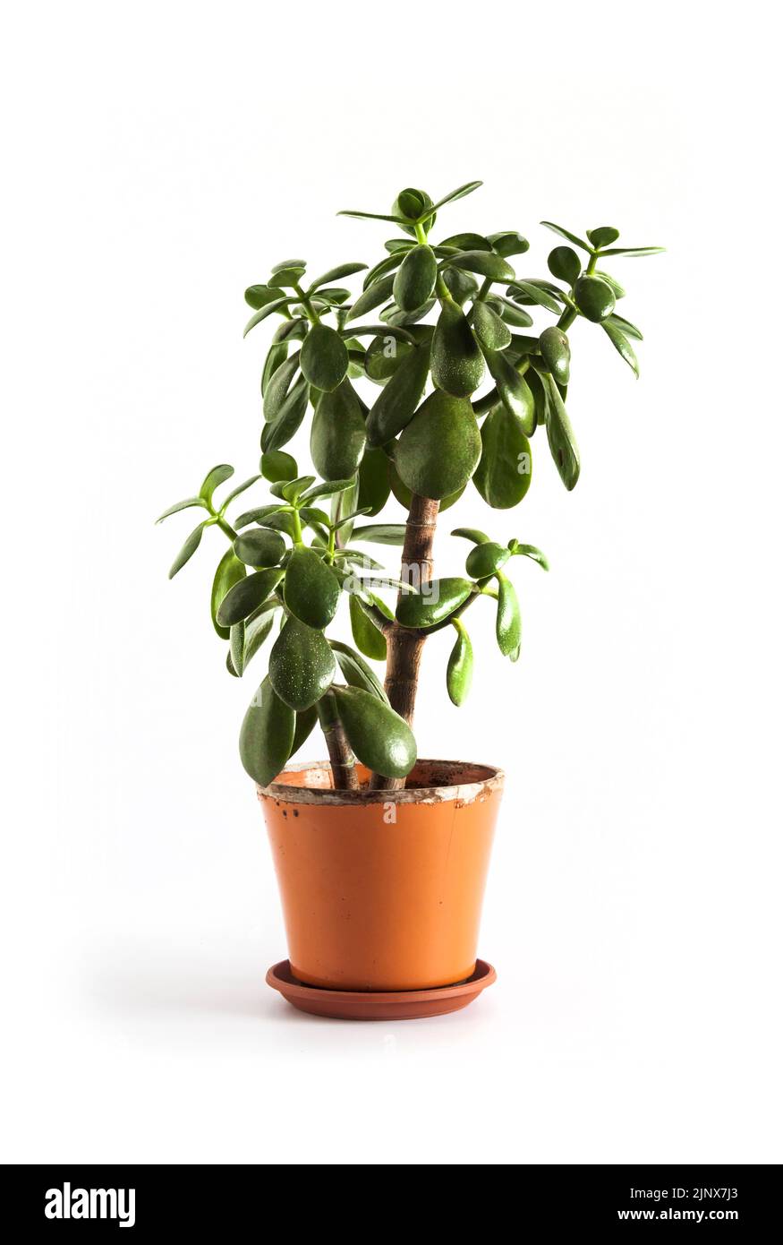 Jade plant (Crassula ovata) in a flower pot isolated on white background. Stock Photo