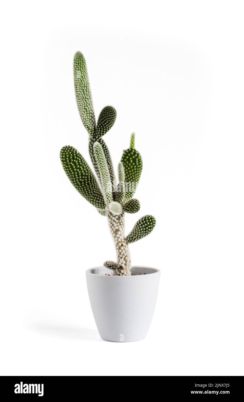 Opuntia microdasys var. albispina cactus in a pot isolated on white background. Stock Photo