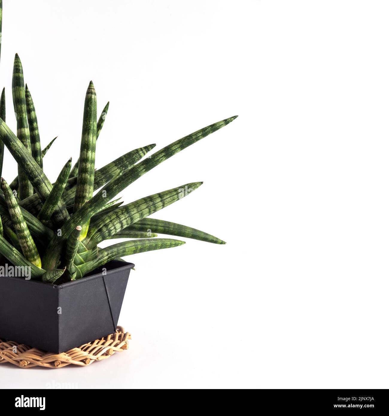 Potted Sansevieria cylindrica var. patula (also known as the cylindrical snake plant, African spear or spear sansevieria, is a flowering succulent pla Stock Photo
