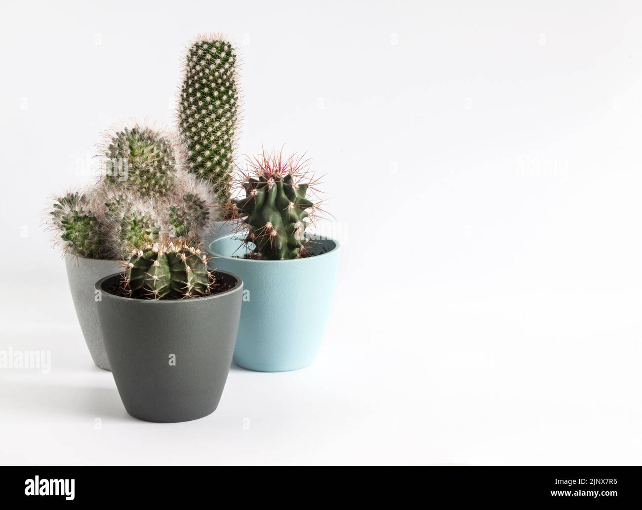Variety of potted cacti (Gymnocalycium mihanovichii, Mammillaria) isolated on white background. Copy space Stock Photo