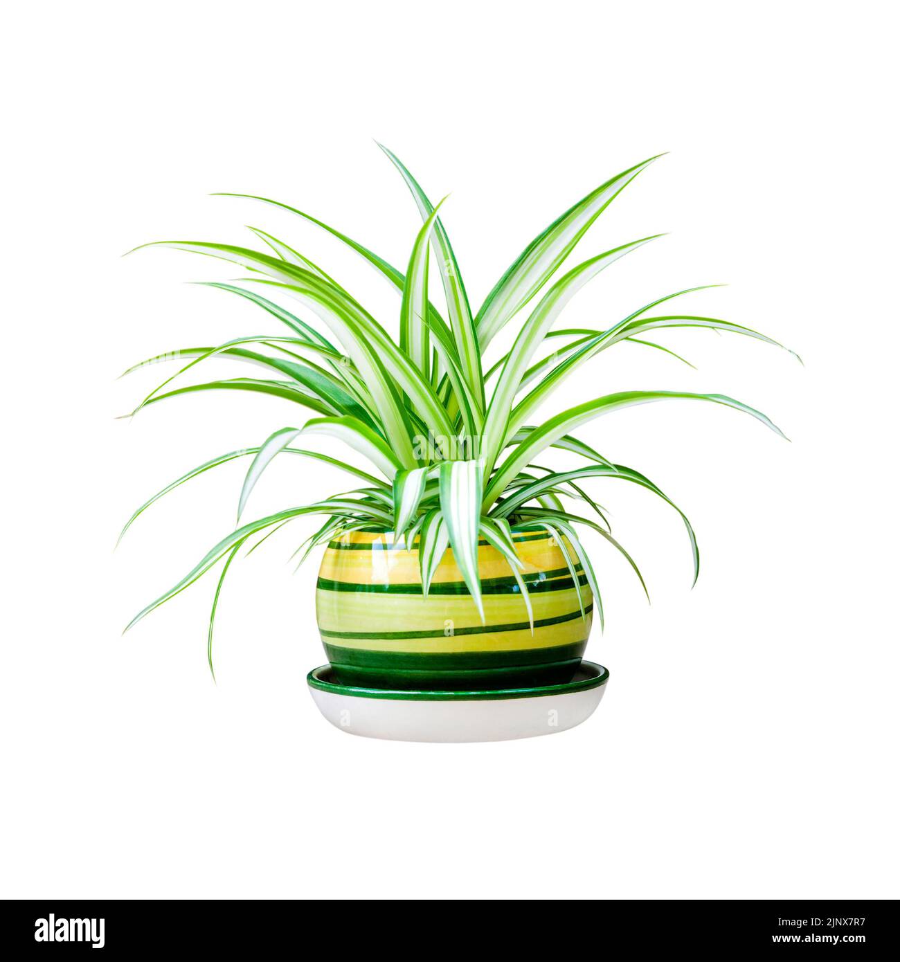 Chlorophytum comosum (also known spider plant, airplane plant, St. Bernard's lily, spider ivy, ribbon plant, and hen and chickens) in a pot isolated o Stock Photo