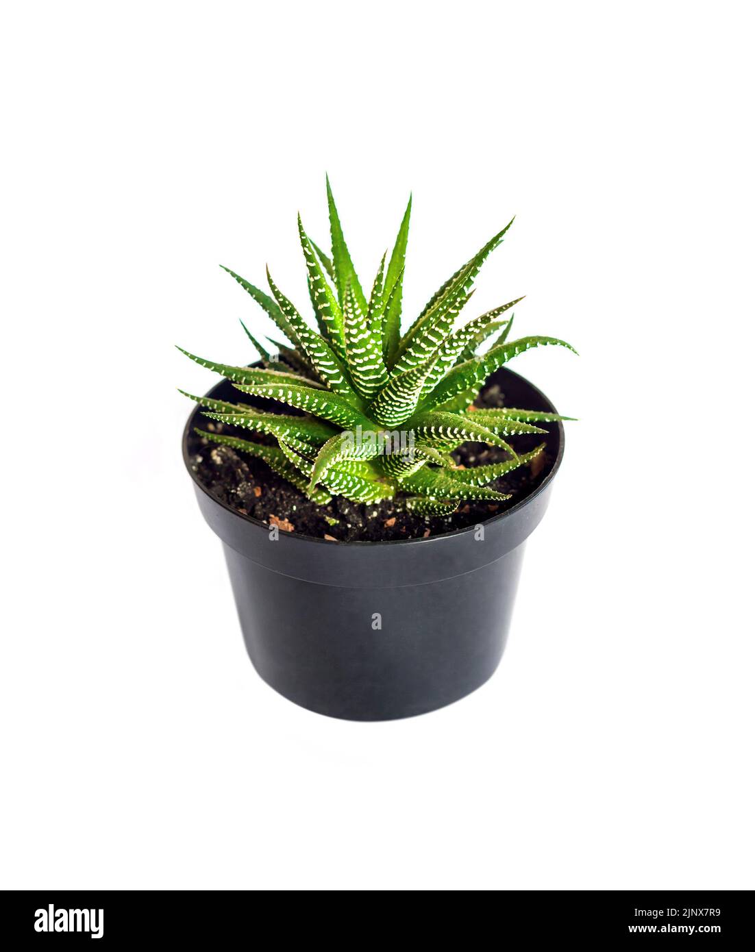 Haworthia plant (Haworthiopsis fasciata) in plastic pot isolated on white background Stock Photo