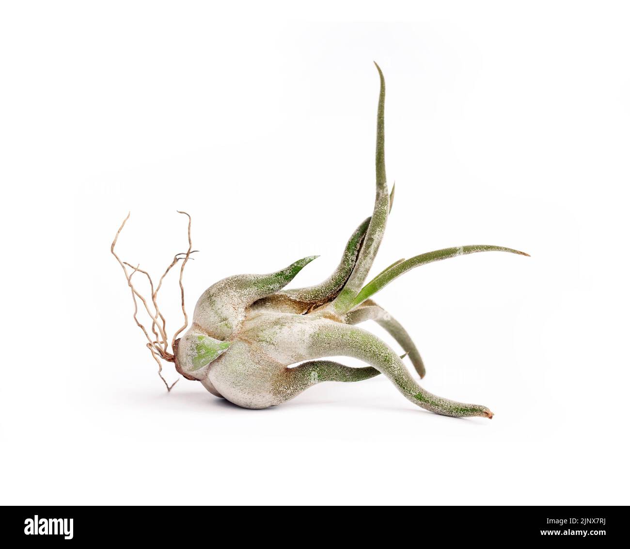 Tillandsia caput-medusae (also known as octopus plant and medusa's head) isolated on white background Stock Photo