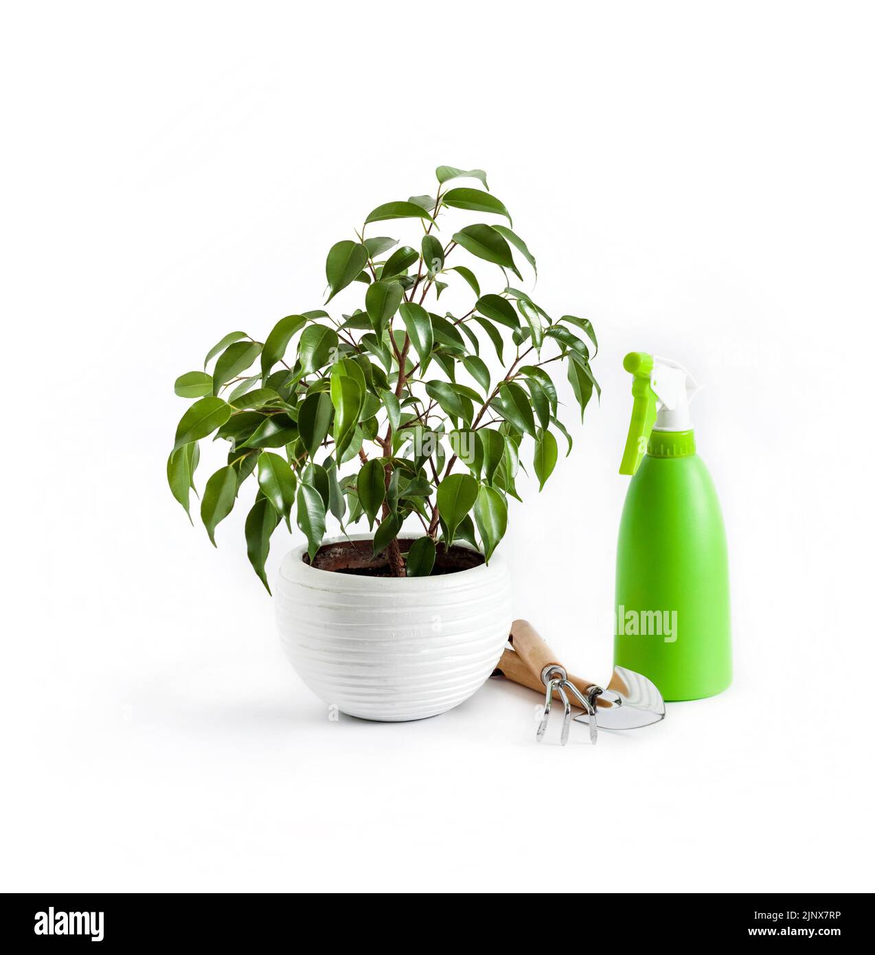 Potted Ficus benjamina plant and green spray bottle on white background. Houseplant care Stock Photo